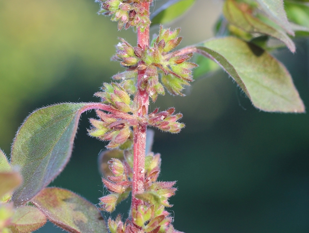 Image of Parietaria chersonensis specimen.