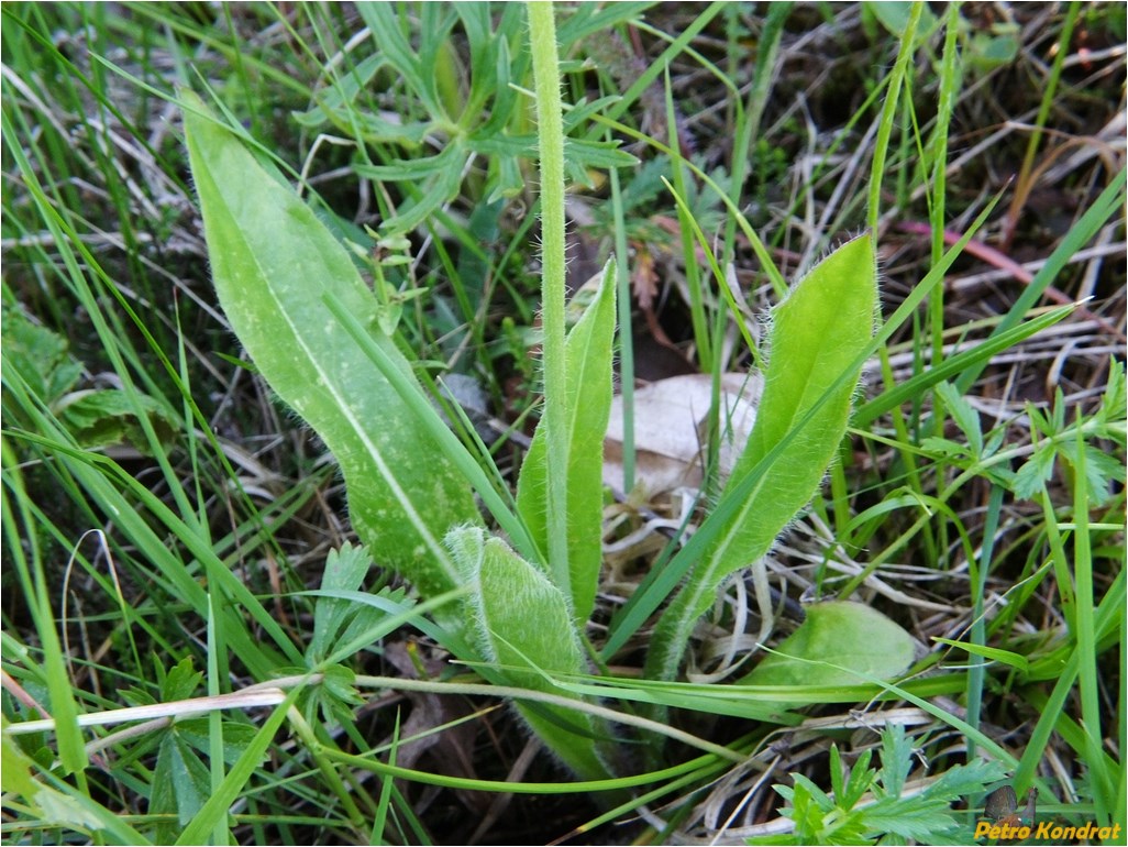 Image of Pilosella aurantiaca specimen.
