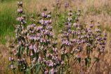 Phlomoides tuberosa. Верхушки цветущих растений. Ростовская обл., г. Волгодонск, Панский лес, степь(?) в балочке близ окраины леса. 10.06.2015.