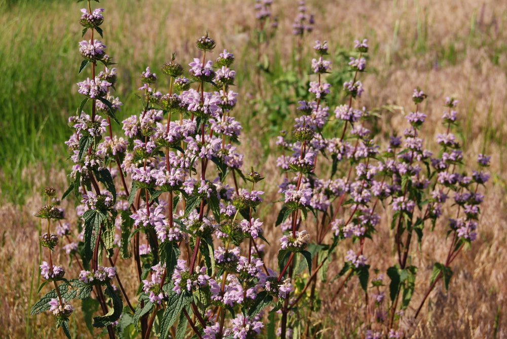 Image of Phlomoides tuberosa specimen.