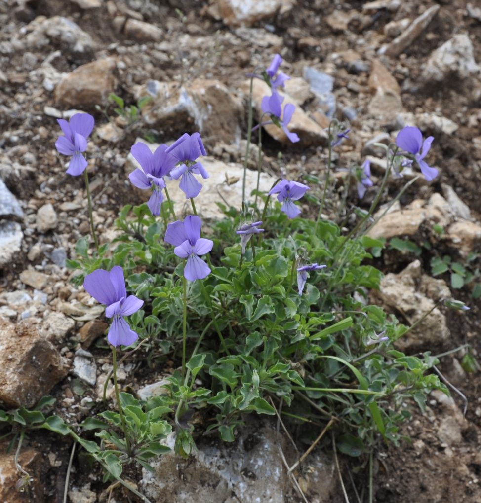 Изображение особи Viola rausii.