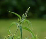 Veronica longifolia. Верхушка побега с формирующимся соцветием и питающимся клопом. Московская обл., Раменский р-н, окр. дер. Хрипань, садовый участок. 27.06.2017.