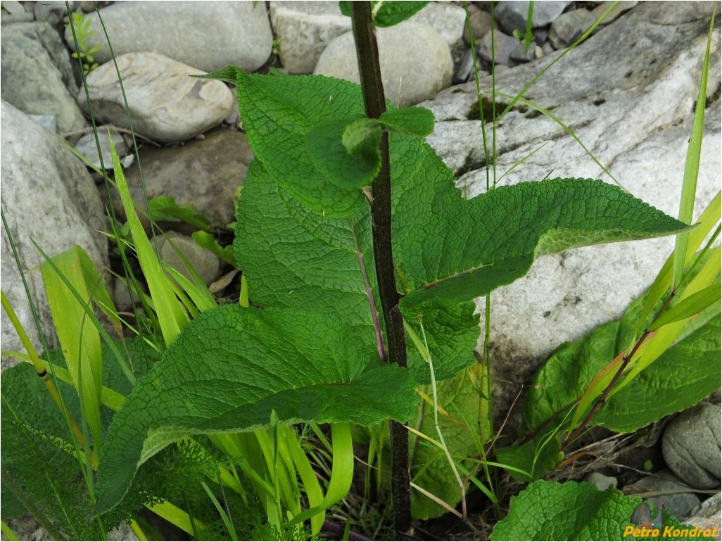 Изображение особи Verbascum nigrum.