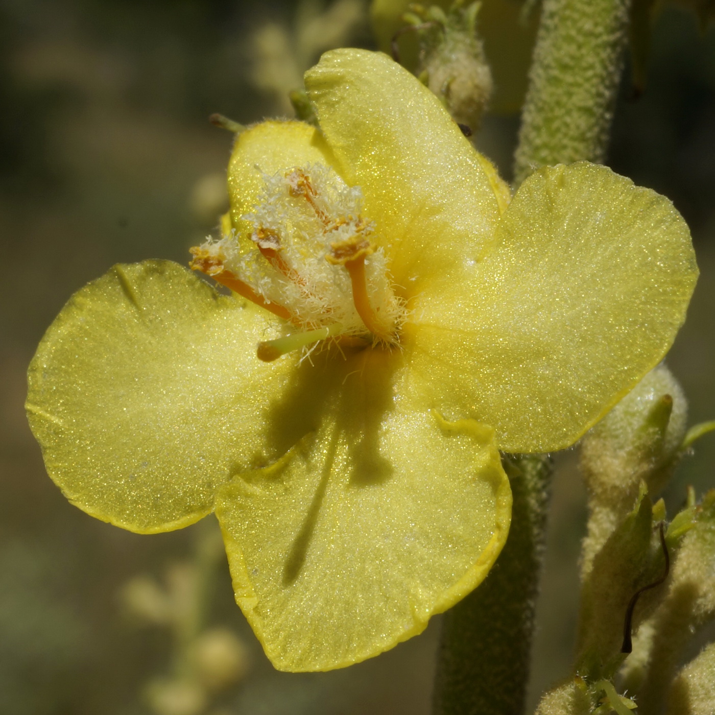 Image of Verbascum banaticum specimen.