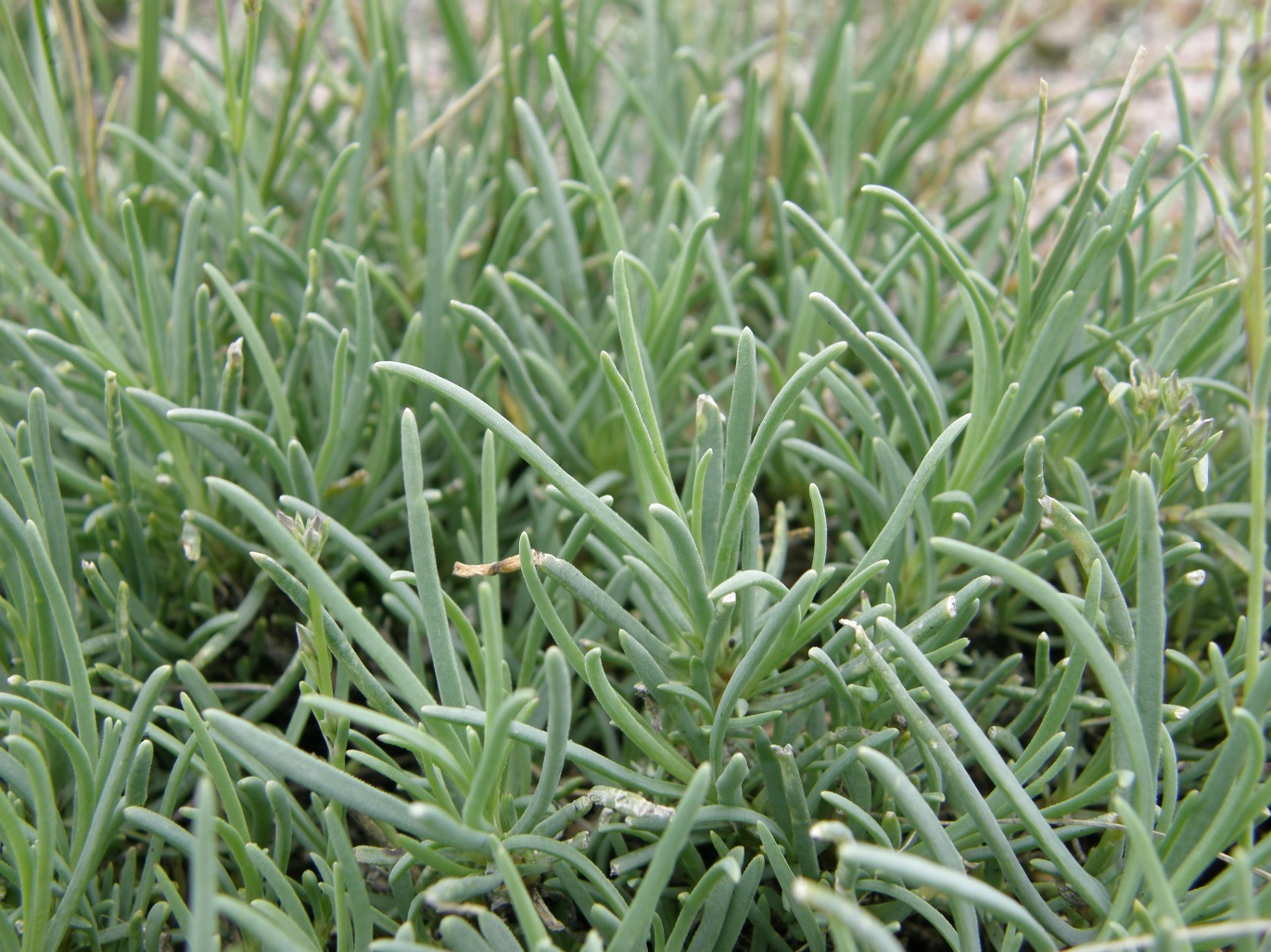 Image of Gypsophila patrinii specimen.