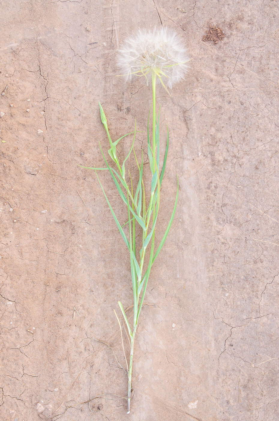 Изображение особи Tragopogon dubius ssp. major.