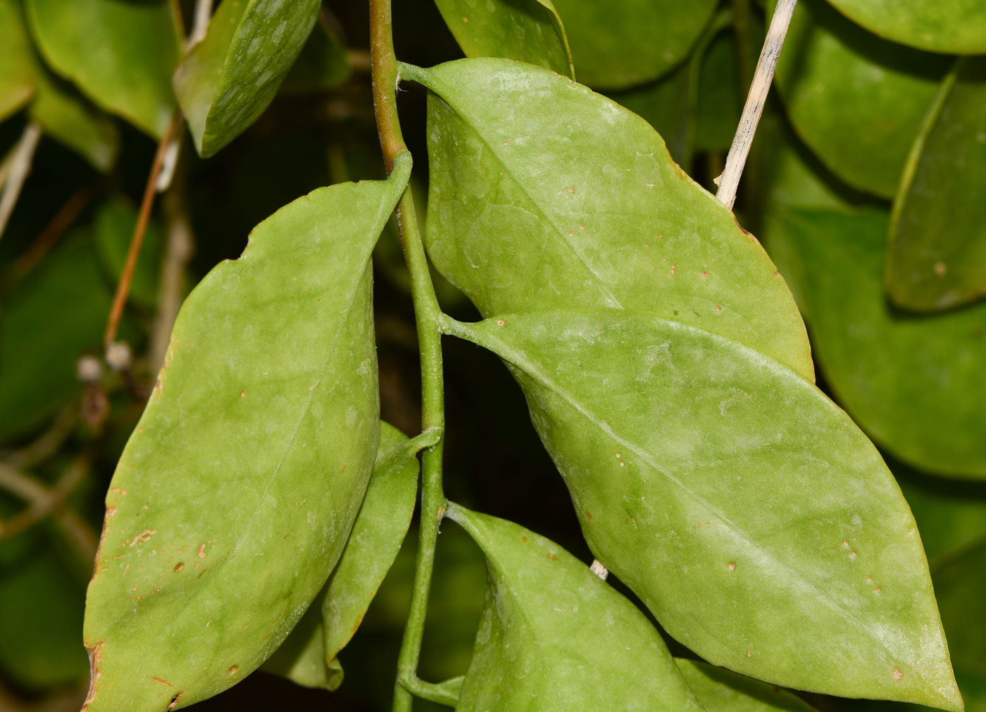 Изображение особи Pereskia aculeata.