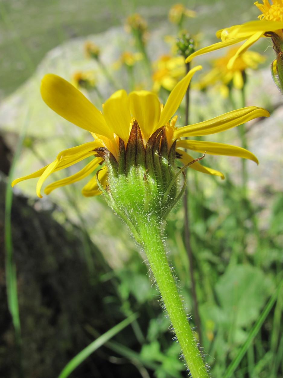 Image of Senecio taraxacifolius specimen.