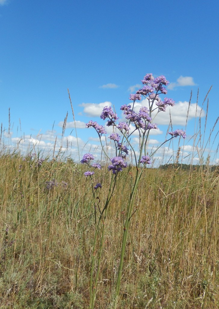 Изображение особи Limonium donetzicum.