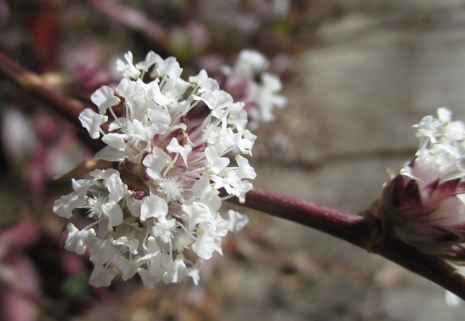 Image of Callisia fragrans specimen.