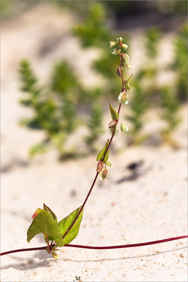 Image of Fallopia dumetorum specimen.