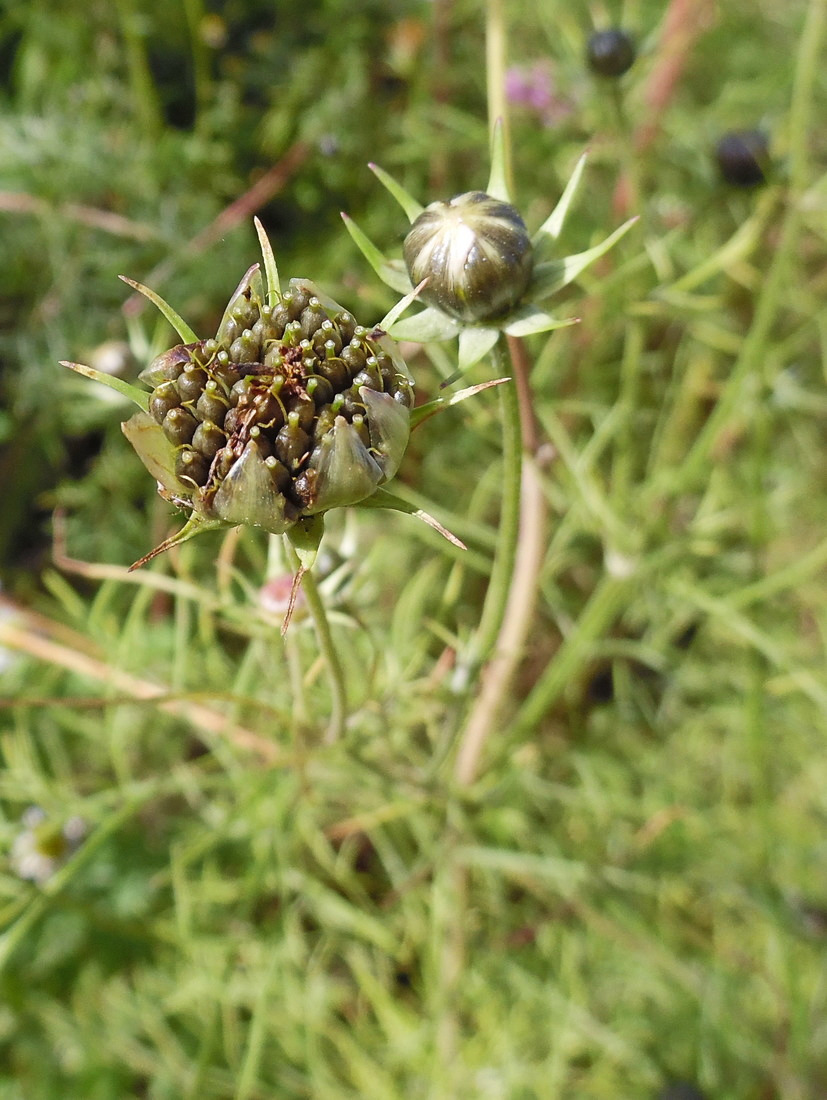 Image of Cosmos bipinnatus specimen.