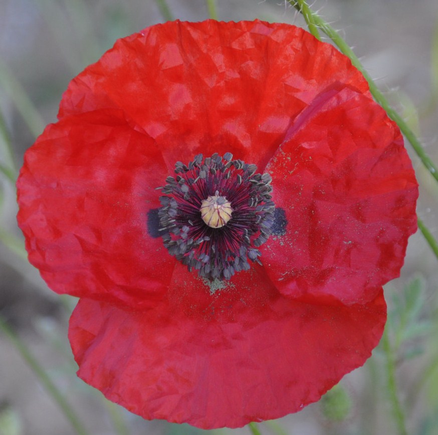 Изображение особи Papaver rhoeas.