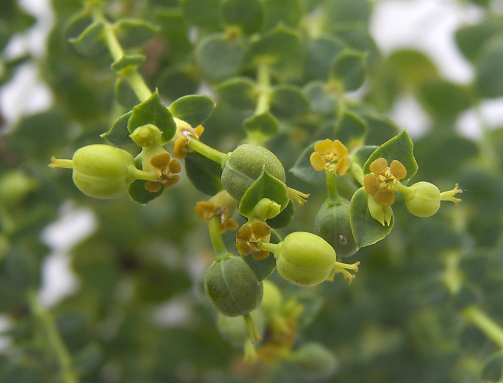 Изображение особи Euphorbia seguieriana.