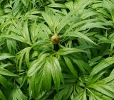 Paeonia anomala. Верхушка побега с бутоном (вид сверху). Восточный Казахстан, Глубоковский р-н, окр. с. Тарханка, склон сопки ниже кустарников. 10.05.2017.