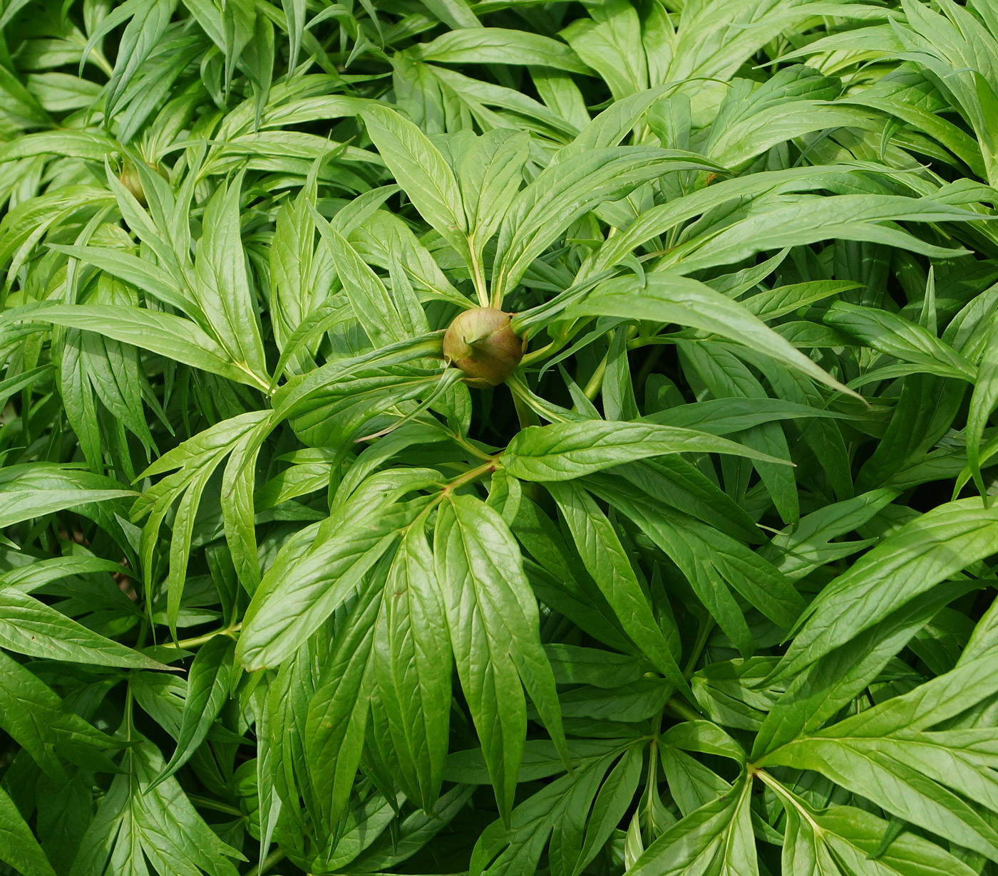 Image of Paeonia anomala specimen.