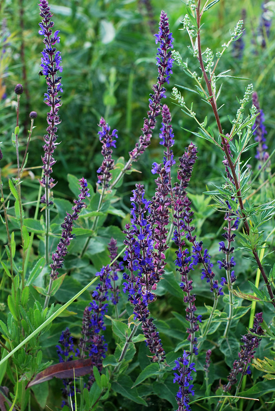 Изображение особи Salvia tesquicola.