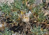 Astragalus pterocephalus