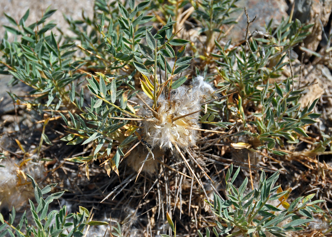 Image of Astragalus pterocephalus specimen.
