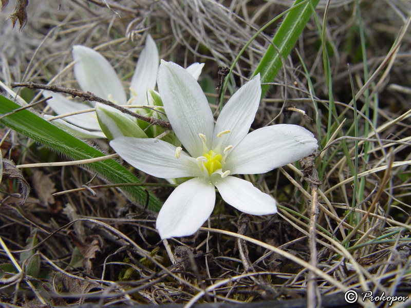 Image of Ornithogalum fimbriatum specimen.