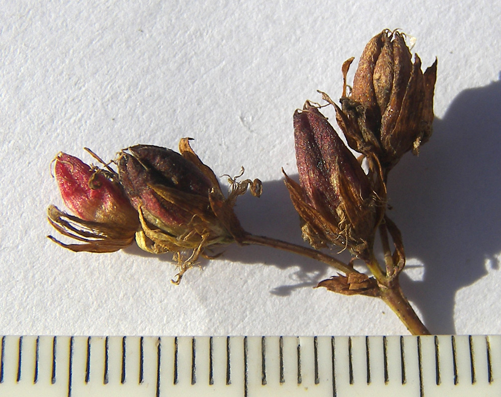 Image of Hypericum tetrapterum specimen.