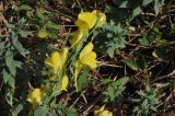 род Linaria. Соцветие. Китай, провинция Юньнань, нац. парк Шилинь, открытое пространство рядом с известняковыми горами. 21 октября 2016 г.