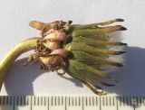 Taraxacum officinale
