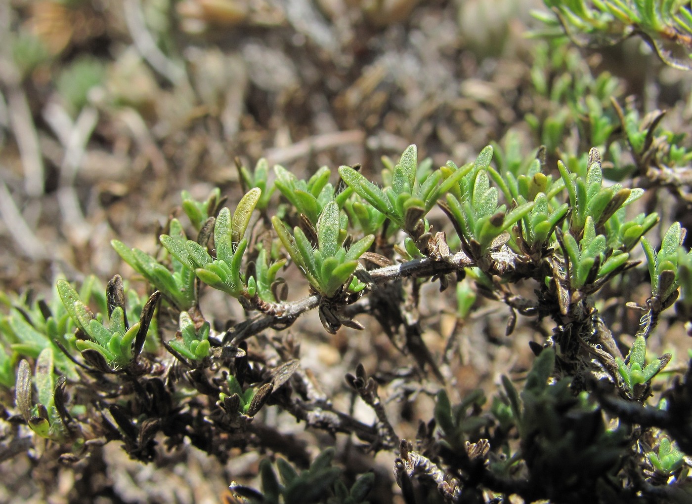 Изображение особи Thymus elisabethae.