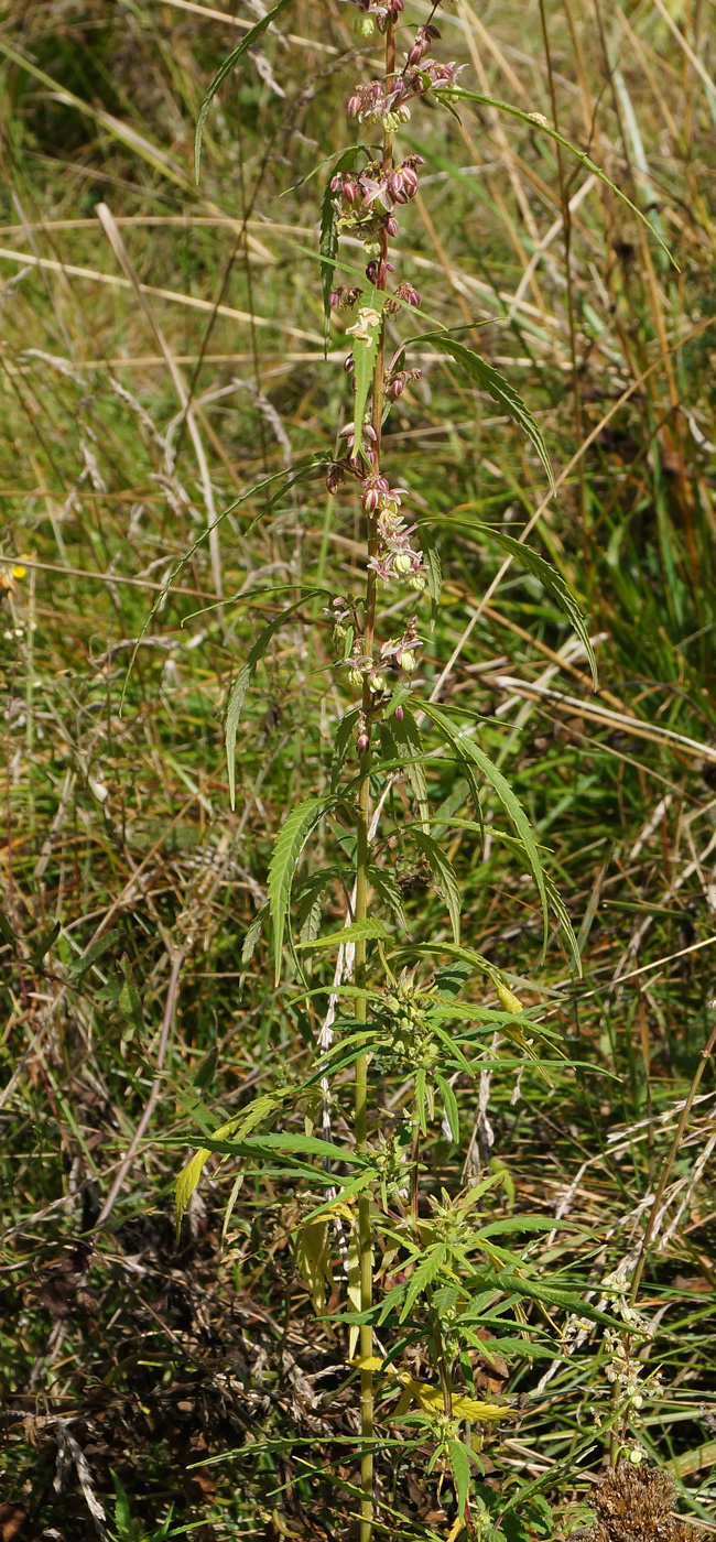 Image of Cannabis sativa var. spontanea specimen.