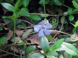 Vinca minor