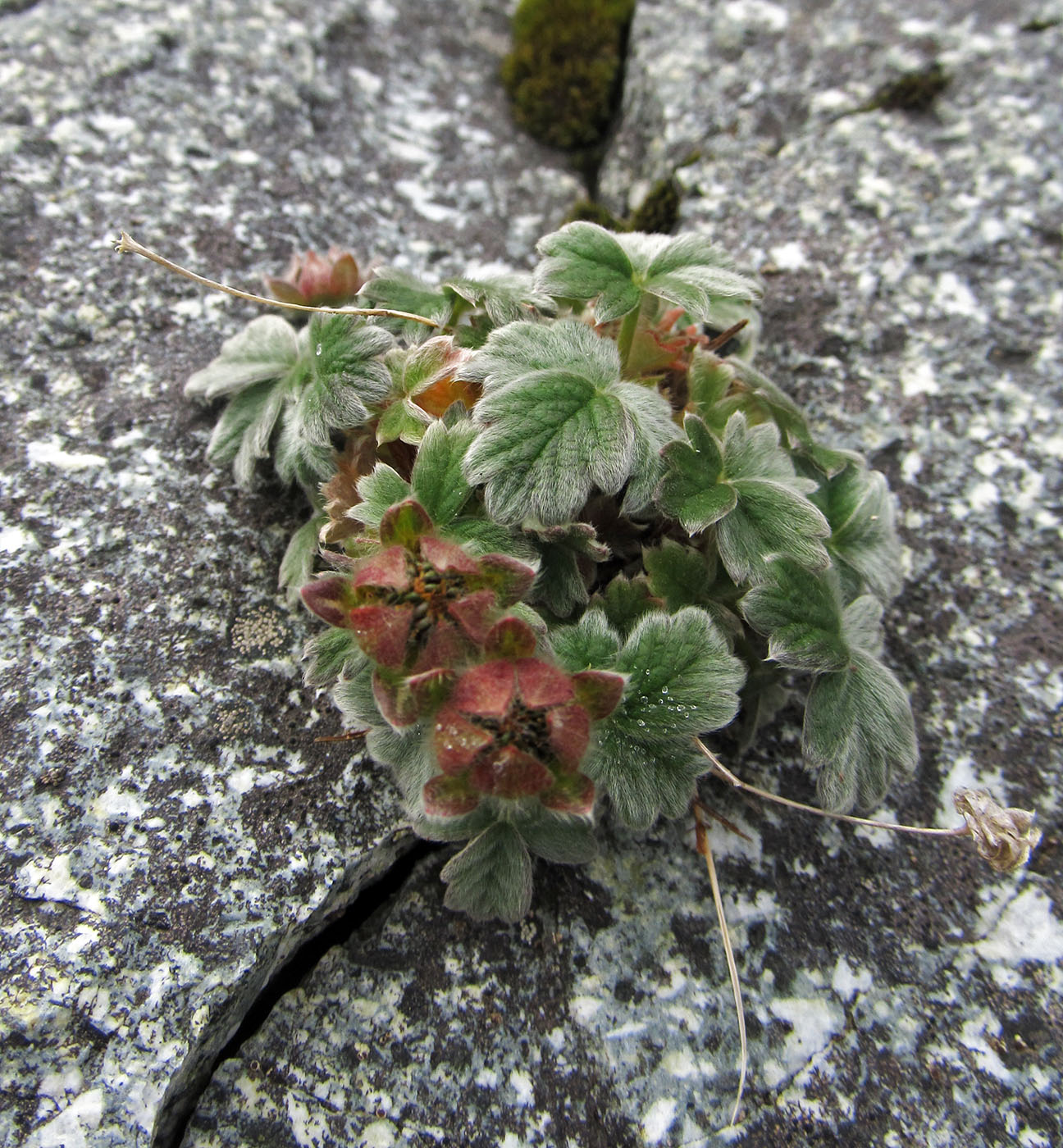 Image of Potentilla villosa specimen.