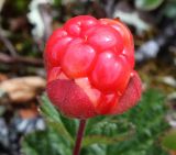 Rubus chamaemorus