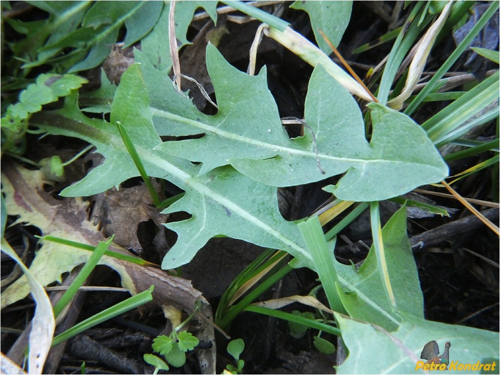 Image of genus Taraxacum specimen.