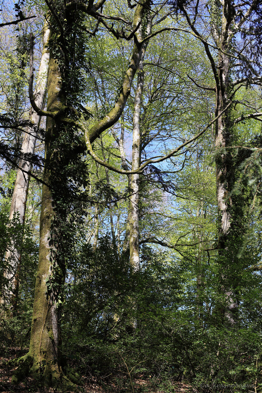 Image of Fagus orientalis specimen.