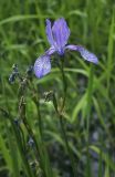 Iris sibirica