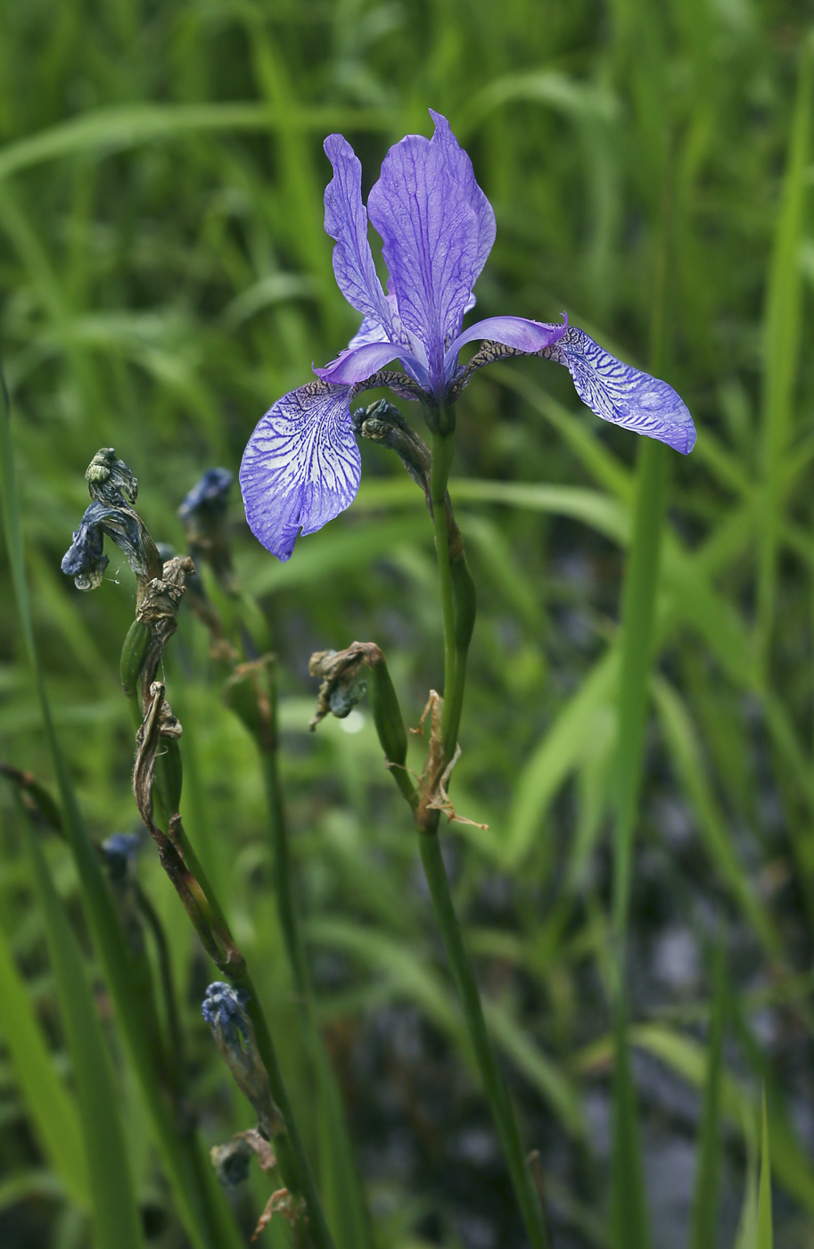 Изображение особи Iris sibirica.