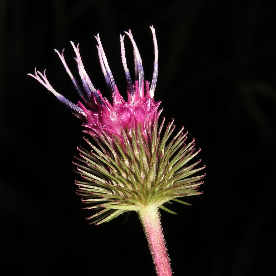 Изображение особи Arctium × ambiguum.