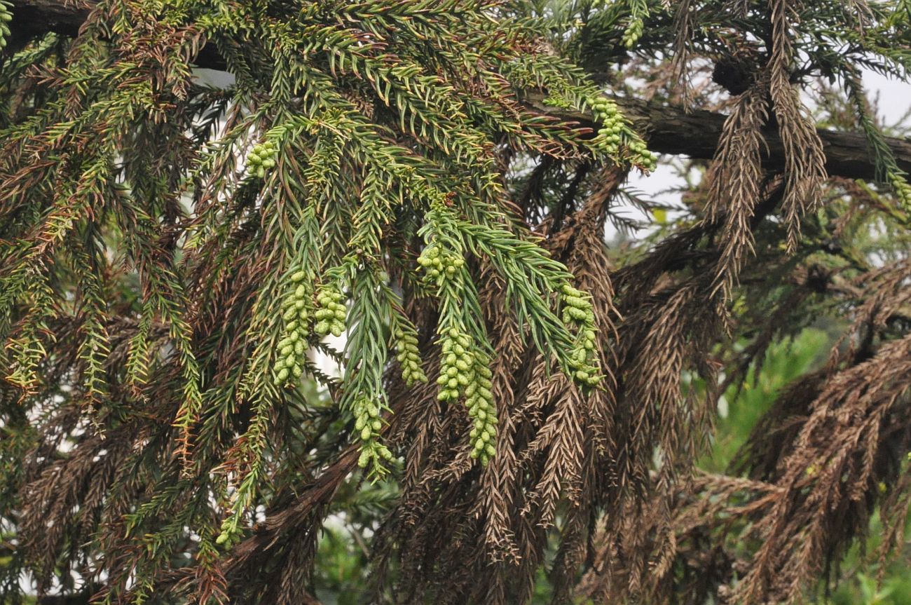 Image of Cryptomeria japonica var. sinensis specimen.