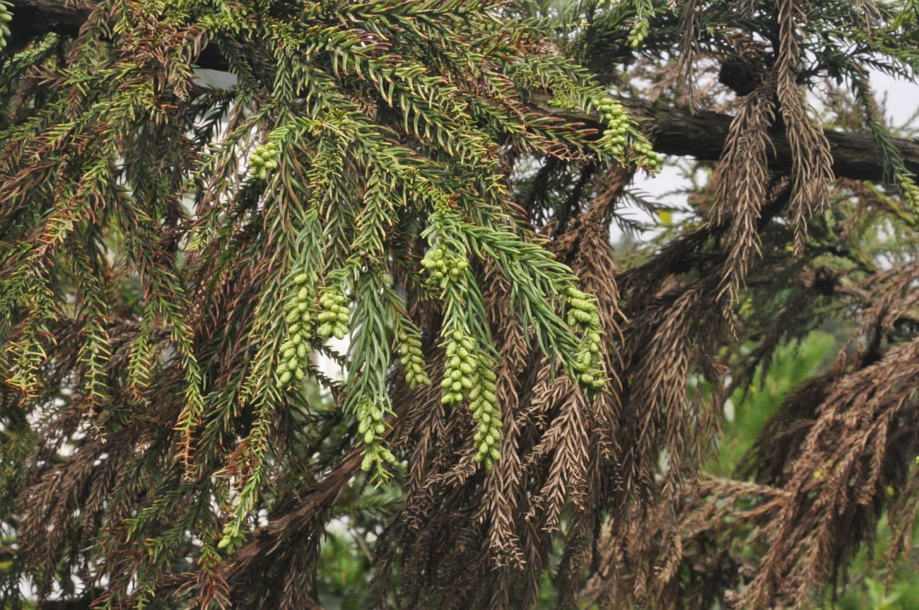 Image of Cryptomeria japonica var. sinensis specimen.