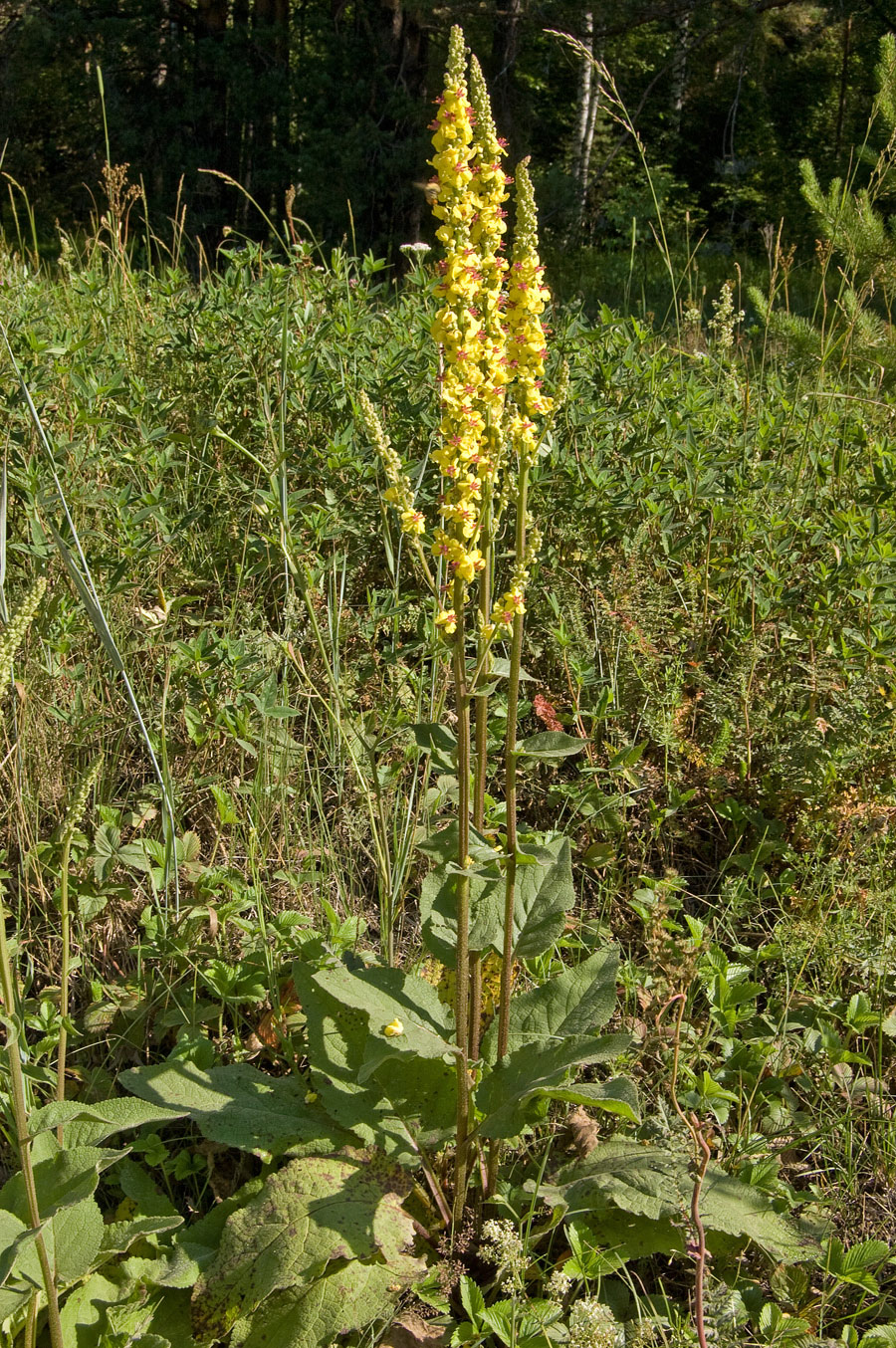 Изображение особи Verbascum nigrum.