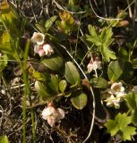 Vaccinium vitis-idaea. Цветущее растение. Кабардино-Балкария, северный склон Эльбруса, ущелье Карачаул, травянистый склон. 07.07.2011.