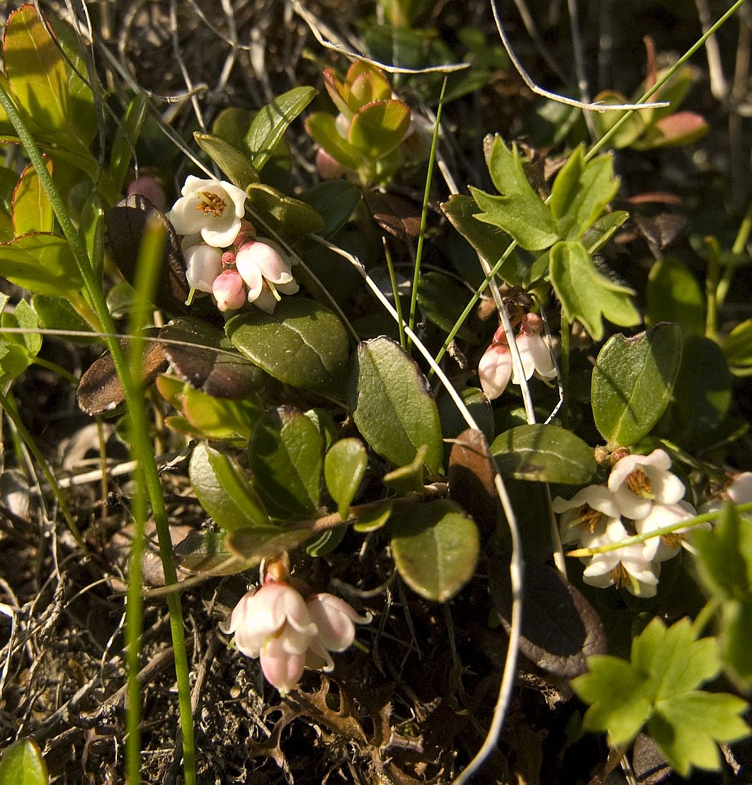 Image of Vaccinium vitis-idaea specimen.