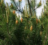 Pinus mugo