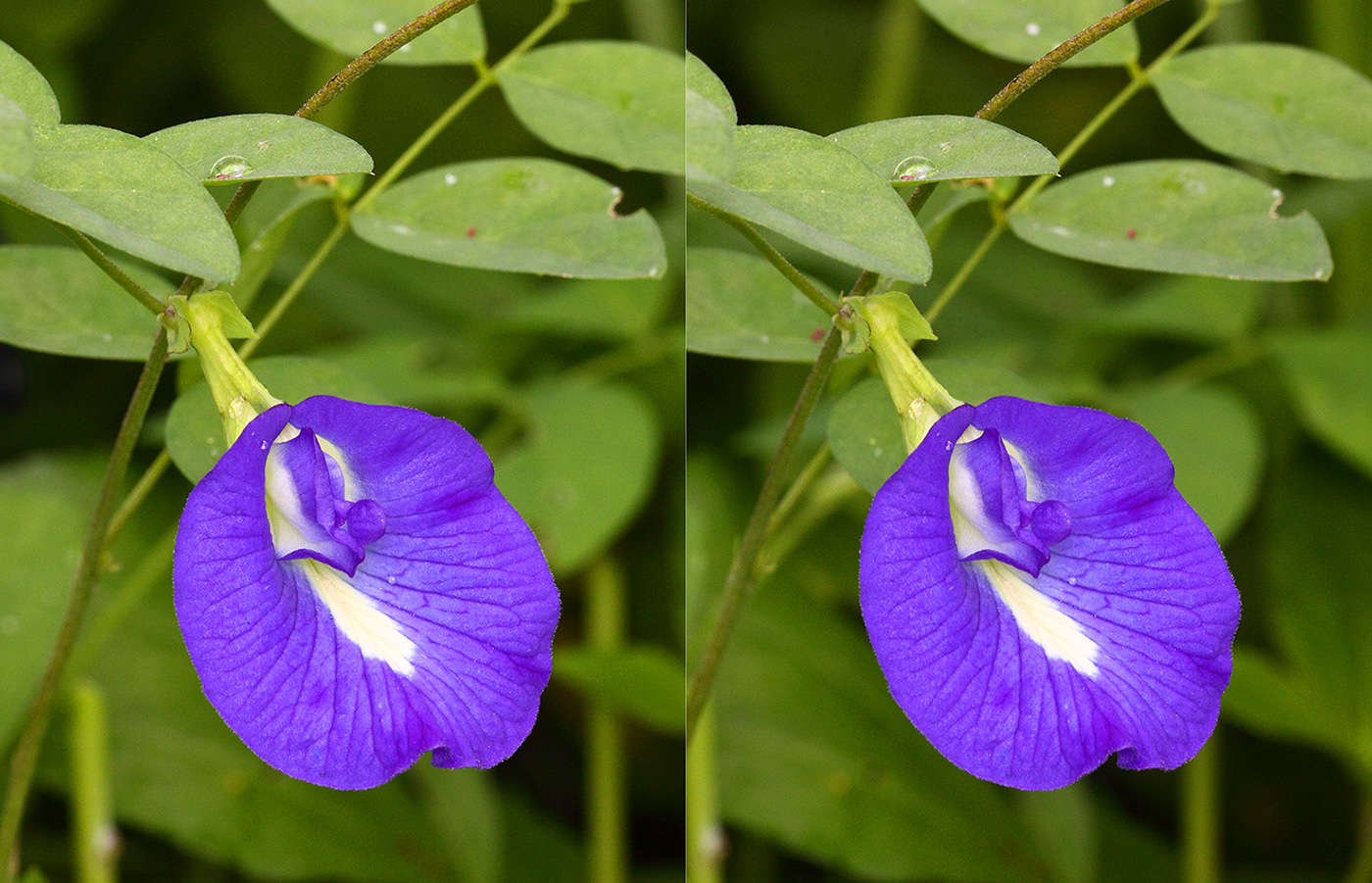 Изображение особи Clitoria ternatea.