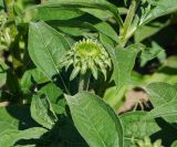 Echinacea purpurea. Верхушка побега с формирующимся соцветием (вид сбоку). Восточный Казахстан, г. Усть-Каменогорск, Архитектурно-ландшафтный музей-заповедник, в культуре. 18.06.2017.