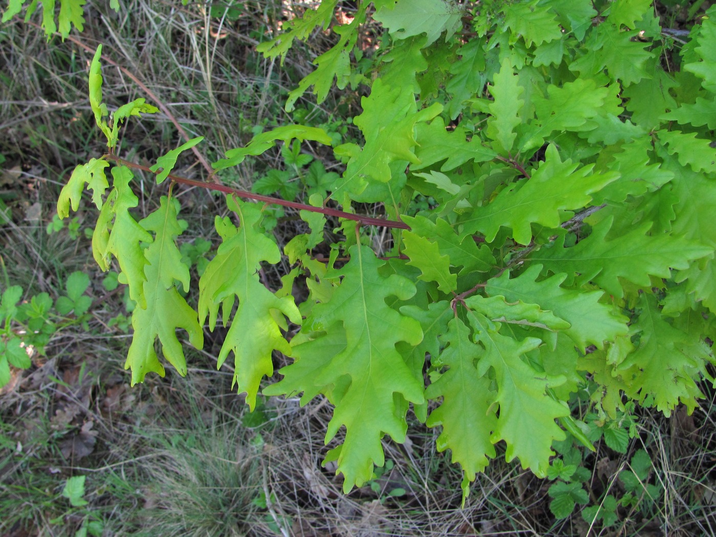 Изображение особи Quercus petraea.