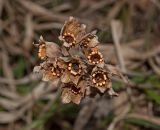 Primula macrocalyx. Прошлогоднее соплодие. Башкортостан, Белорецкий р-н, Инзерский сельсовет, долина р. Большой Инзер в р-не устья р. Сарышта, правый берег, лес. 30 апреля 2018 г.