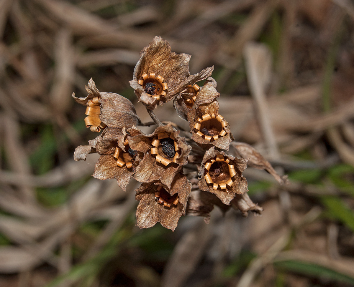 Image of Primula macrocalyx specimen.