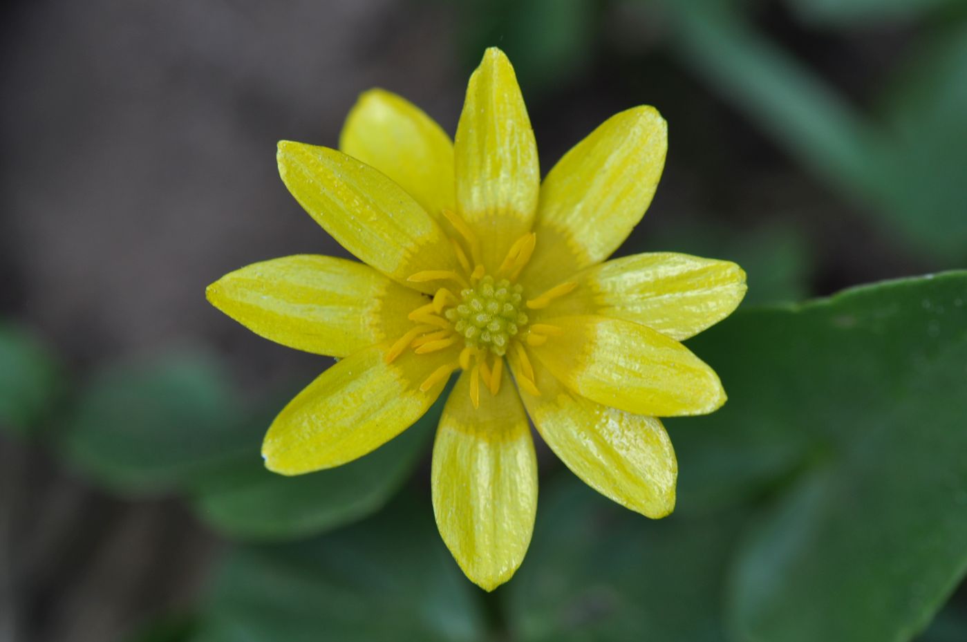 Image of Ficaria calthifolia specimen.