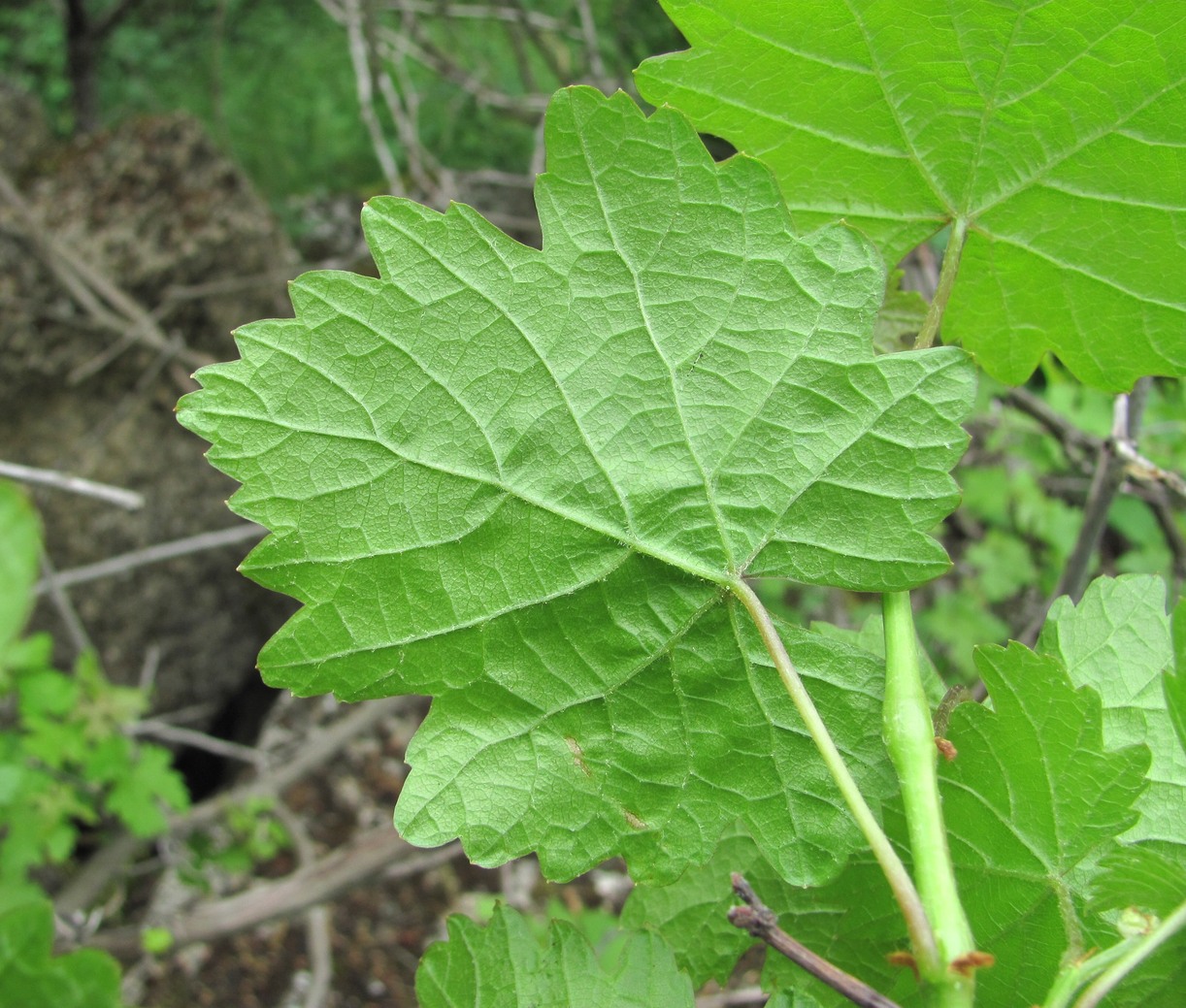 Image of genus Vitis specimen.